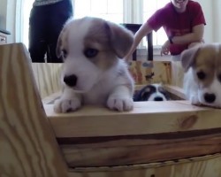 (Video) 6 Corgi Puppies Have the Time of Their Lives Exploring Georgia Tech’s Campus