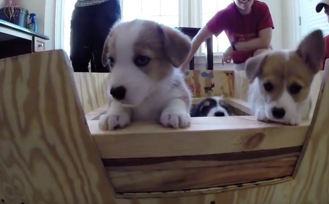 Corgi puppies at georgia