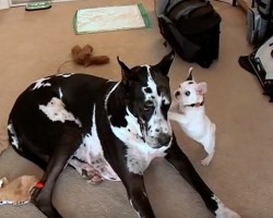 (Video) This Tiny Pup Has a Sweet Relationship With a Great Dane. Watch How They Bond – So Precious!