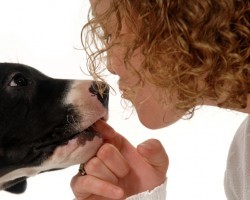 The Best Way to Greet a Dog May Surprise a Doggie Owner
