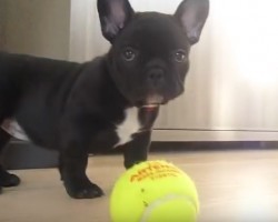 (Video) This Frenchie Puppy’s First Day at Home is Off the Charts Adorable! He’s So Mischievous Too, LOL!