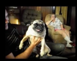 (Video) This Pug is Pretty Upset. The Crazy Sounds She Makes? OMG!