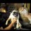 (Video) This Pug is Pretty Upset. The Crazy Sounds She Makes? OMG!