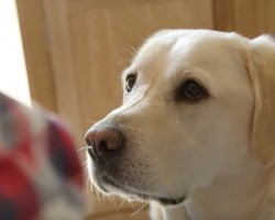 (Video) It’s Easy for a Human to Miss This Sign, But a Dog Can Sniff it Out and Save a Human’s Life