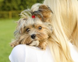 Doggie Pet Insurance: Is it Life Saving or a Rip Off?