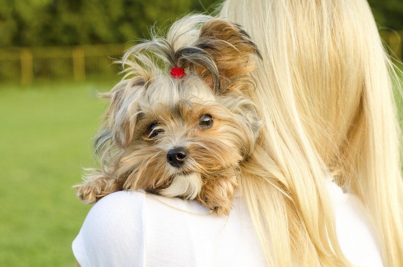 mom and Yorkie