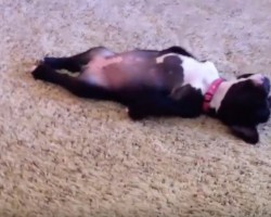 (Video) This Frenchie is So Pooped Out, Nothing Can Wake Him. How He’s Sleeping? I’m Splitting a Gut This is So Comical!