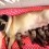 (Video) This Mommy Pug Giving Birth and Then Feeding Her Babies is Beyond Heartwarming…