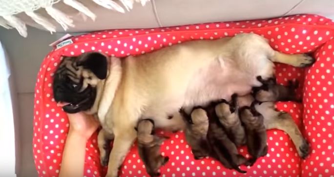 new mom with pugs