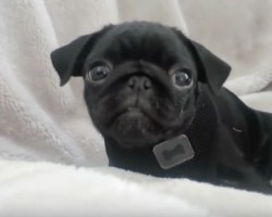 (Video) This Couple’s First Moments Spent With Their Baby Pug is Beautiful and Heartwarming!