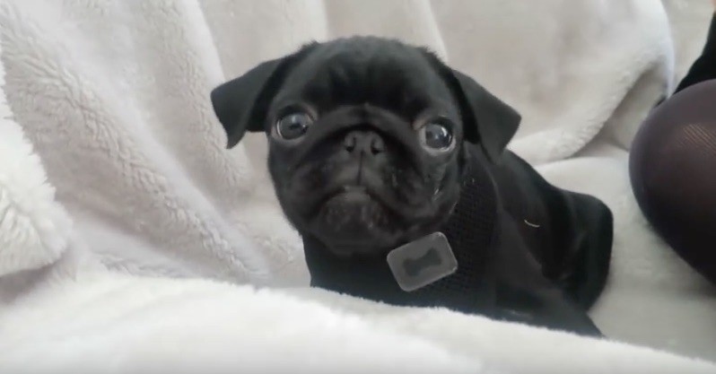 new pug puppy