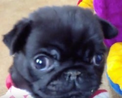 (Video) The Love Story Between an Octopus and Baby Pug is Adorable in So Many Ways!