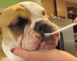 (Video) How to Properly Care for a Bulldog
