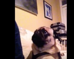 (Video) This Pug is Making Funny Noises. How She Tells Mom She Can’t Work? Too Funny!