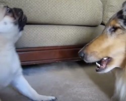 (Video) This Pug Makes Funny Noises at His Collie Friend. What Happens Next? Listen and Prepare to LOL!