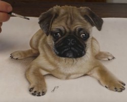 (Video) He Has His Pug Pose on a Piece of Paper. The Drawing He Makes? Unbelievable!