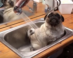 (Video) This Silly Pug Compilation is AMAZING. I’m Still Replaying the Part at 2:05!