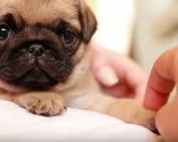 (Video) What This Person Does to a Pug Puppy’s Ears is So Cute I Can’t Stop Squealing!