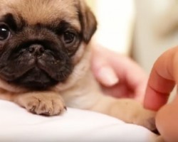 (Video) What This Person Does to a Pug Puppy’s Ears is So Cute I Can’t Stop Squealing!
