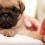 (Video) What This Person Does to a Pug Puppy’s Ears is So Cute I Can’t Stop Squealing!