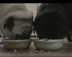 (Video) Pugs Go Crazy for Food. Just How Crazy? Watch This and be Amazed!