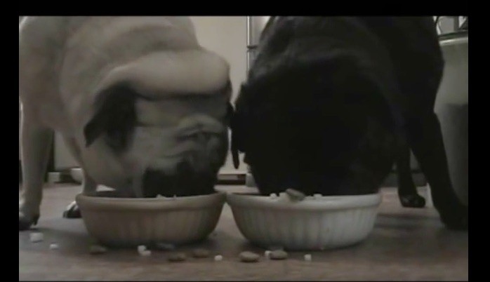 two pugs eating food