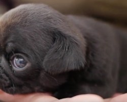 (Video) Get Ready to Die a Little Inside While Watching This Tiny Pug Sit in Her Mom’s Hand! AWW!