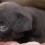 (Video) Get Ready to Die a Little Inside While Seeing Tiny Pug Sit in Her Mom’s Hand!