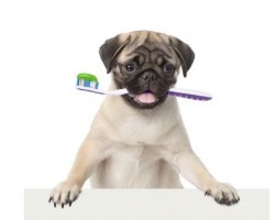 What Dog Parents Need to Know About Gum Disease