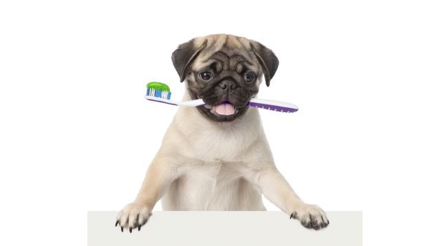 pug holding toothbrush