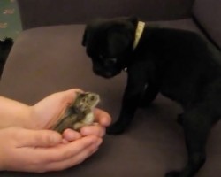 (Video) The Meeting Between a Pug Puppy and Hamster is Positively Adorable for All the Right Reasons