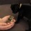 (Video) The Meeting Between a Pug Puppy and Hamster is Positively Adorable for All the Right Reasons