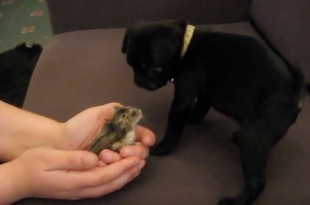 pug meeting a hamster
