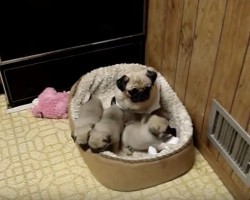 (Video) Pug Puppies Adore Their Mom. How They Show Her Unconditional Love? So Adorable!