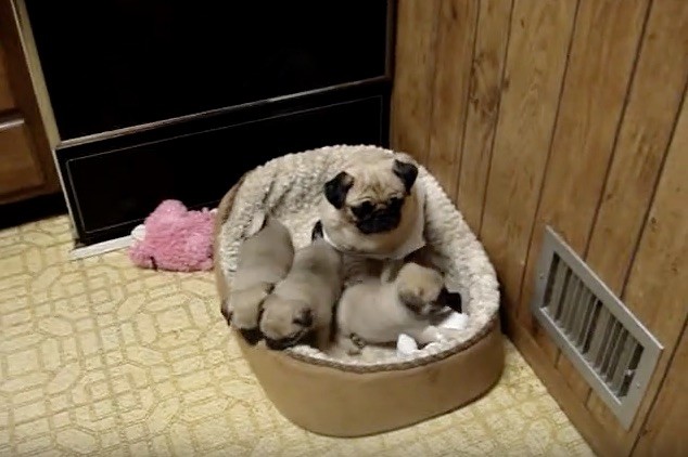 pug momma