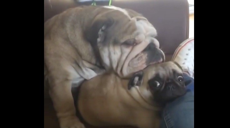 pug pillow