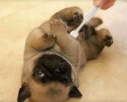 (Video) Watch How Some Roly Poly Pug Puppies Get a Belly Rub With a… Toothbrush?!