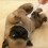(Video) Watch How Some Roly Poly Pug Puppies Get a Belly Rub With a… Toothbrush?!