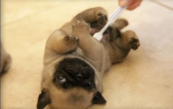 pug puppy belly rub toothbrush