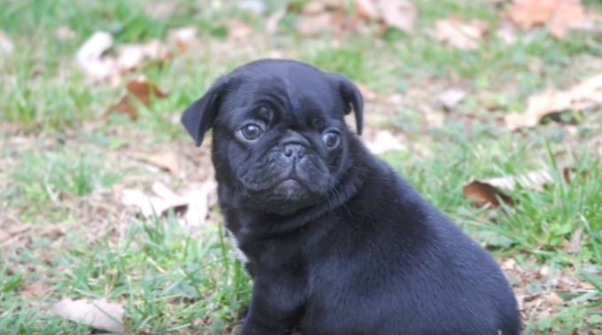 pug puppy