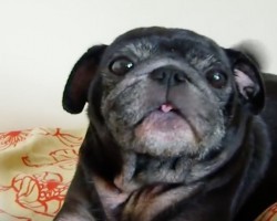 (Video) Watch How a Pug is a Little Camera Shy. But When Mom Does THIS? I’m Dying!