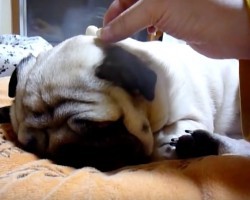 (Video) Pug Pooch is Snoring Away. When the Owner Does THIS? I’m Cracking Up!