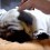 (Video) Pug Pooch is Snoring Away. When the Owner Does THIS? I’m Cracking Up!