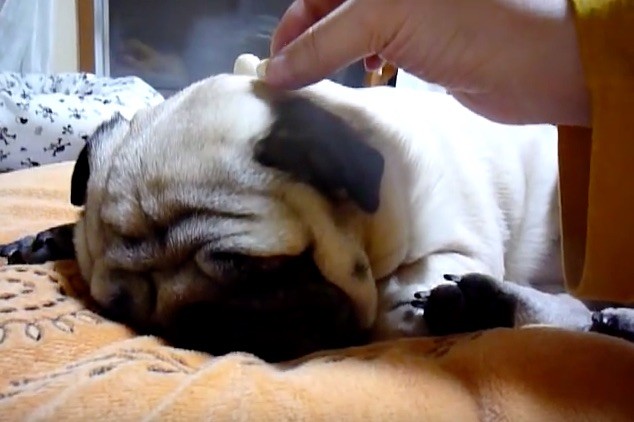 pug sleep