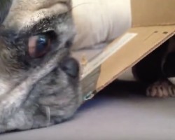 (Video) This Pug Loves Playing With His Sphynx Cat Buddy. But Wait to See How They Play…