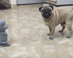 (Video) Pug Encounters a Talking Tom. How He Says “You Can’t Get Me?” Prepare to ROFL!