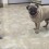 (Video) Pug Encounters a Talking Tom. How He Says “You Can’t Get Me?” Prepare to ROFL!