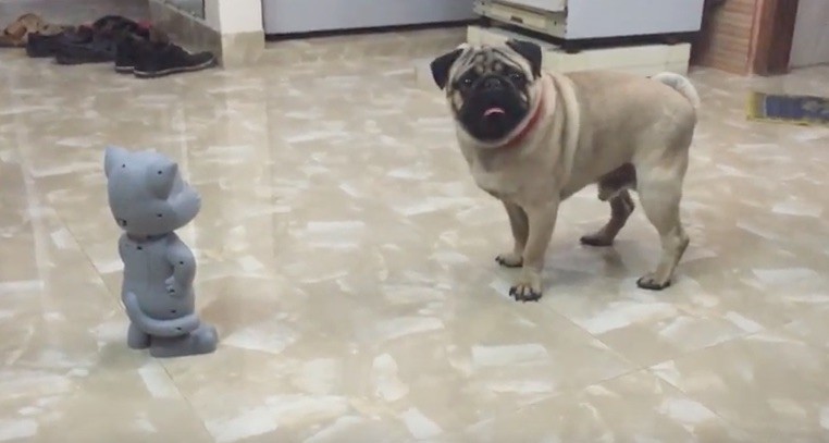 pug talking