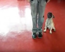 (Video) Pug Shows Off 20 Tricks. Just How Challenging This Looks? This is One Talented Pug!