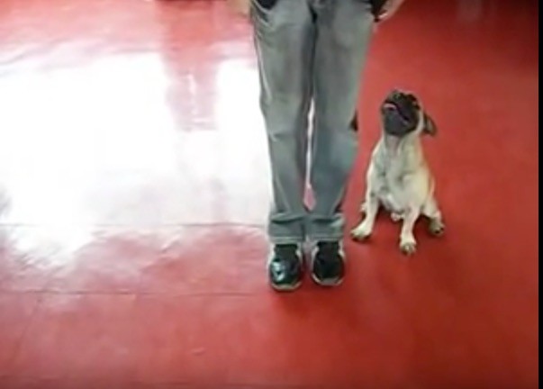 pug tricks